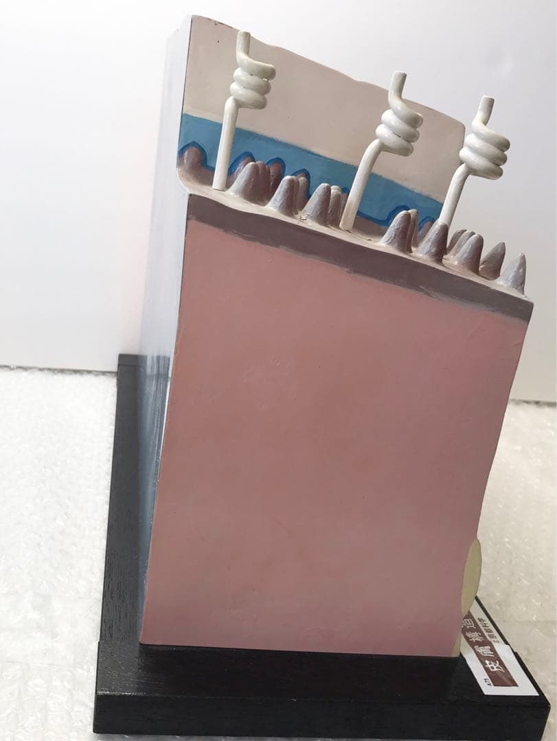 皮膚構造模型　( 株式会社京都科学) ♡