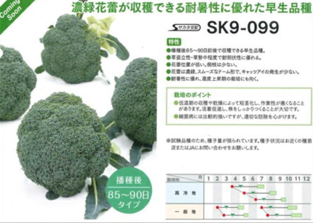 未開封　SK9-099 ブロッコリー コート種子 5000粒　ペレット　サカタ