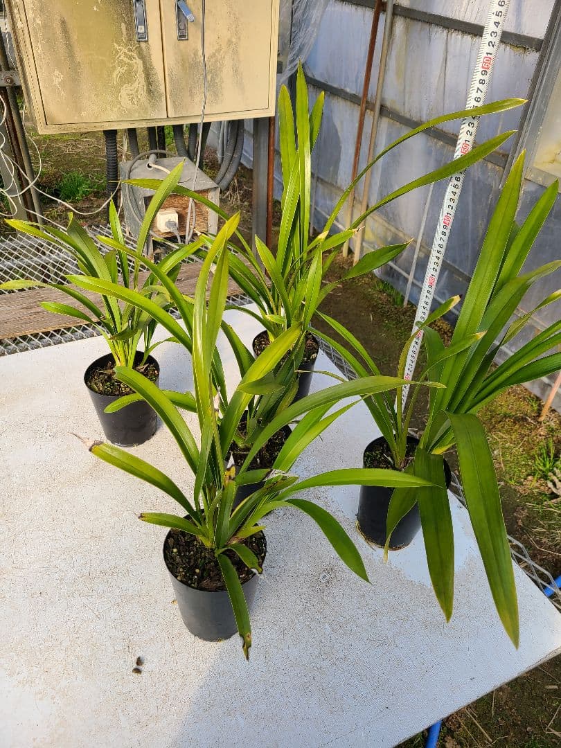 京都蜜楽園