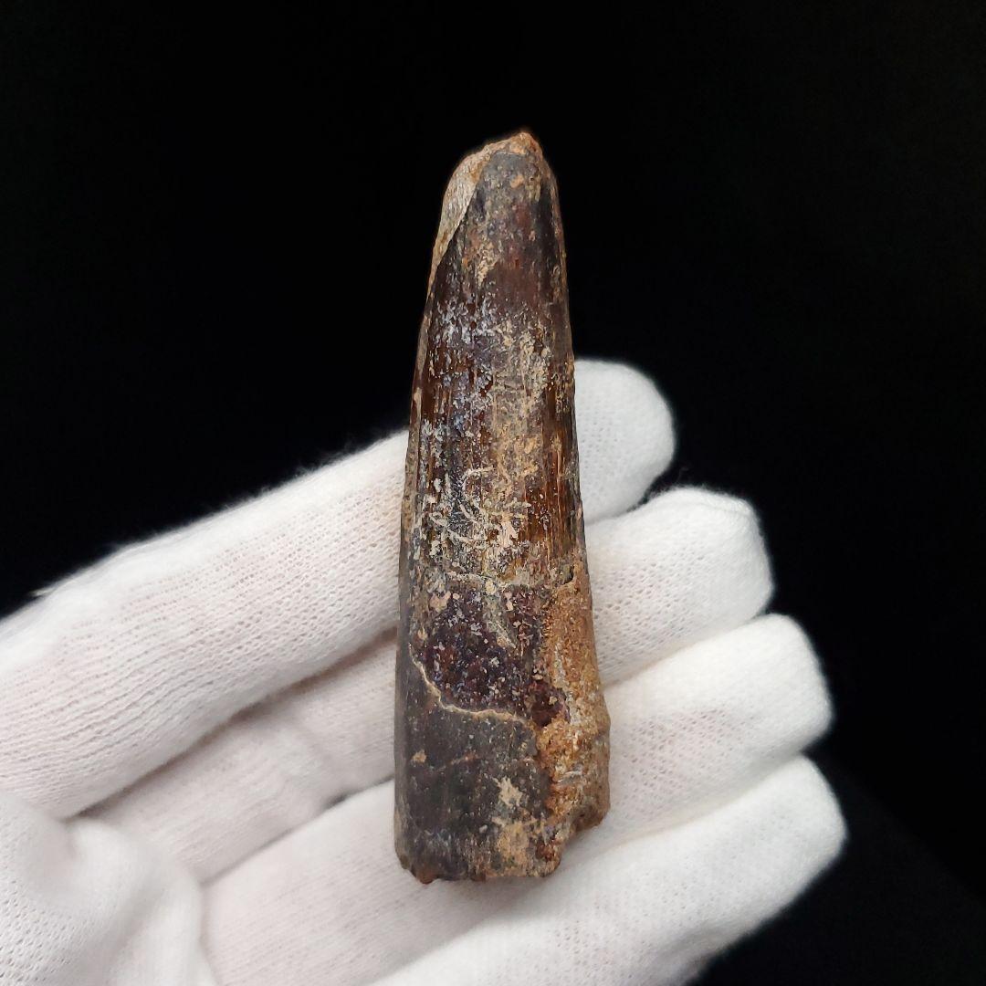 スピノサウルス 本物 モロッコ産 63.86mm  sp468