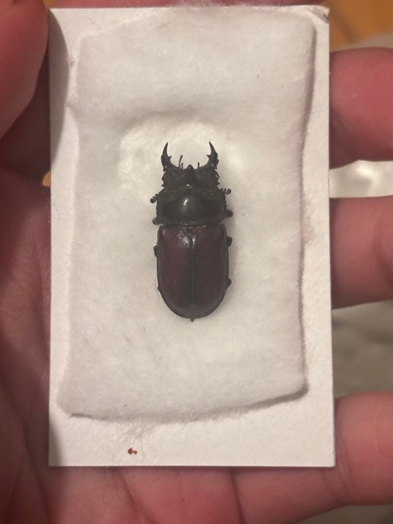希少　カザリツノクワガタ　標本　昆虫標本