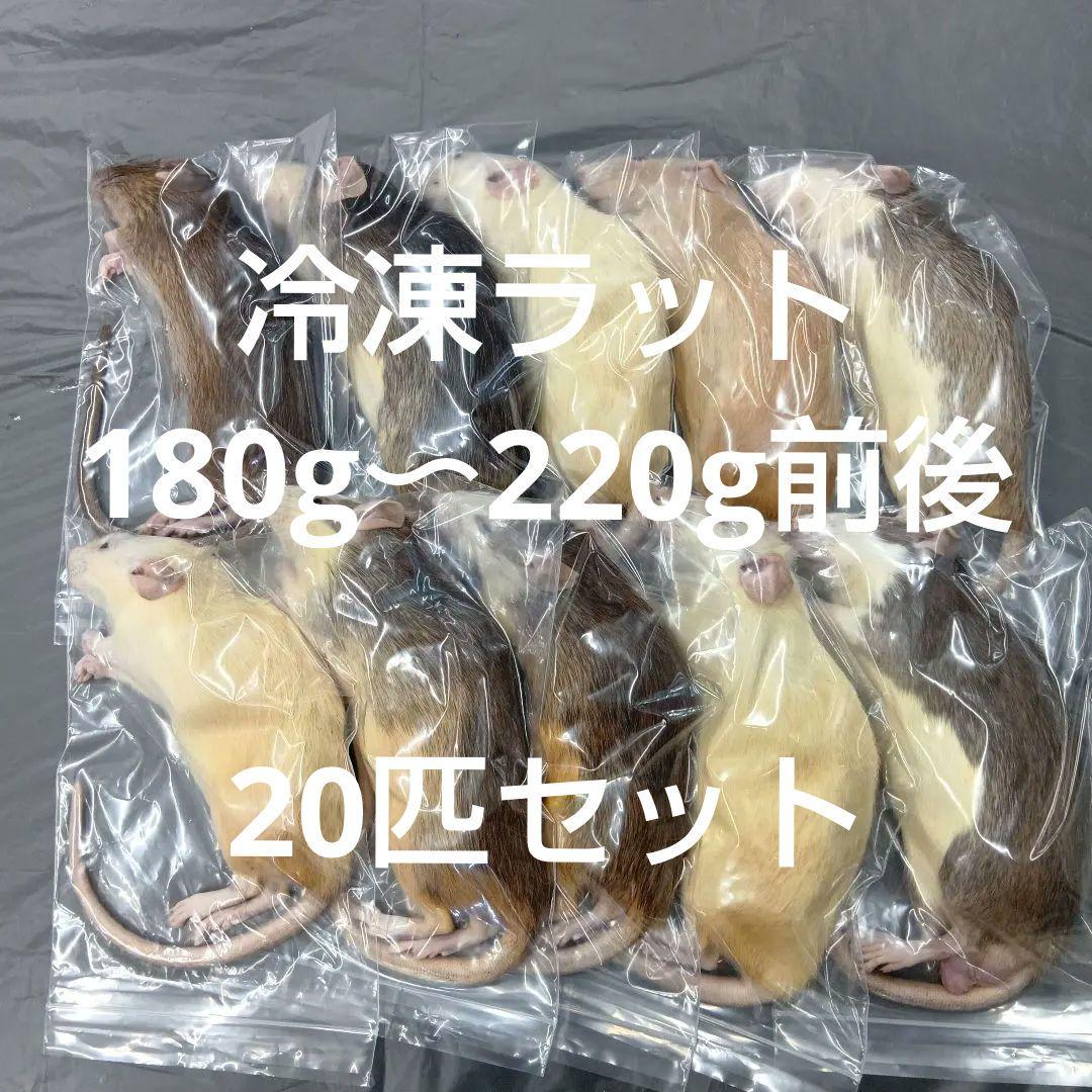 冷凍ラット20匹セット