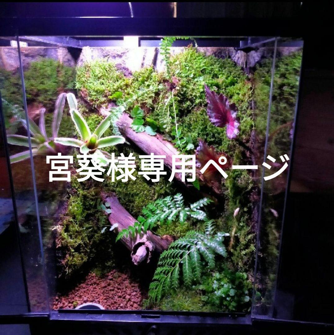宮葵ページ