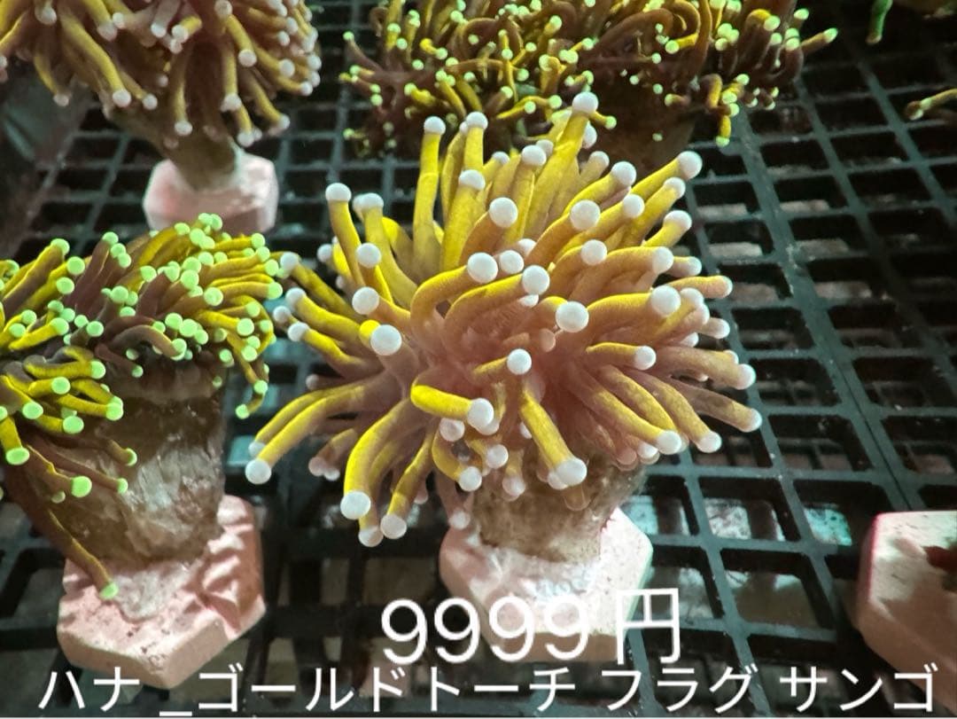 7せぶん樣專用