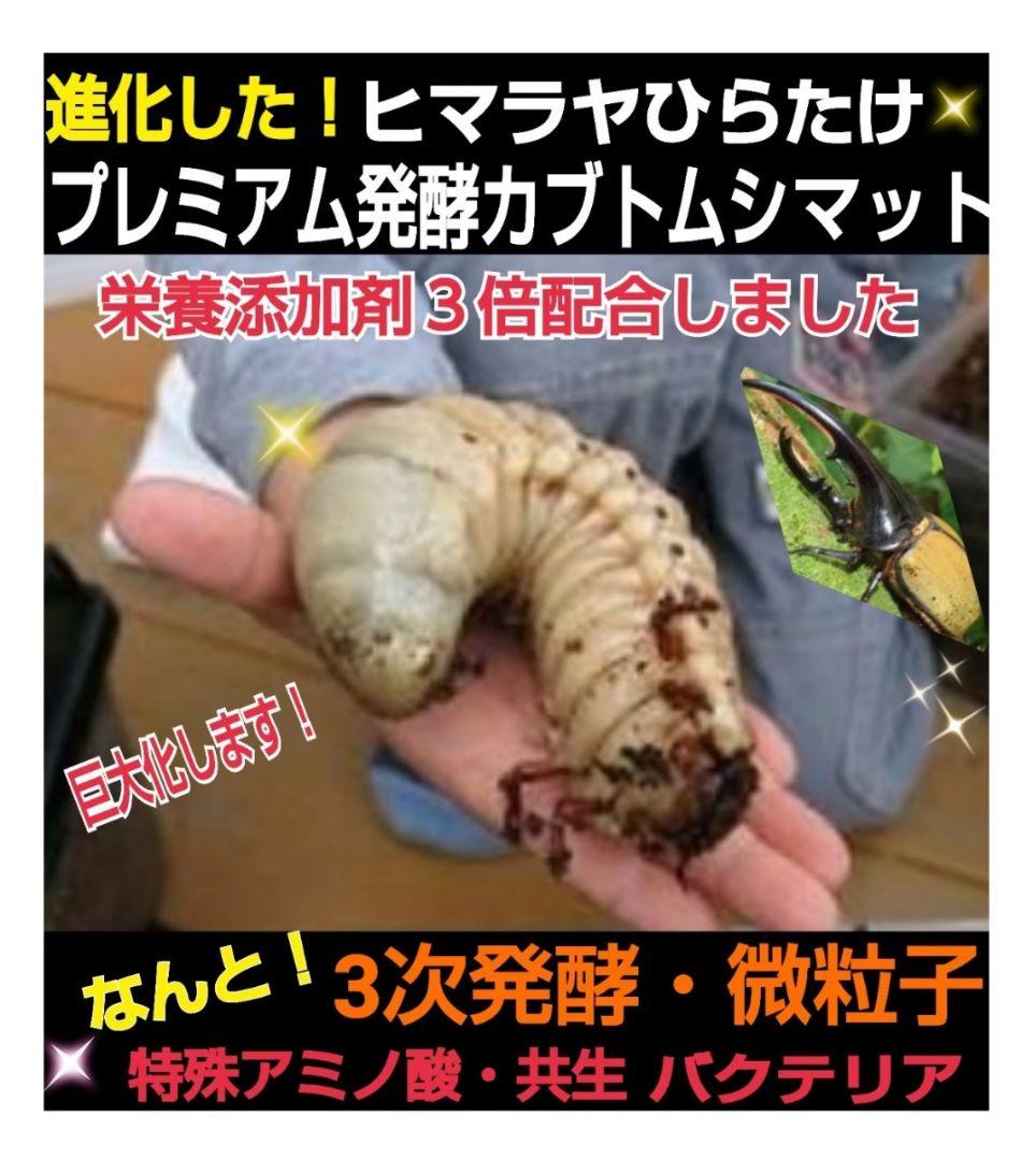 大量飼育に！たっぷり90リットル　極上☆ヒマラヤひらたけプレミアム3次発酵マット