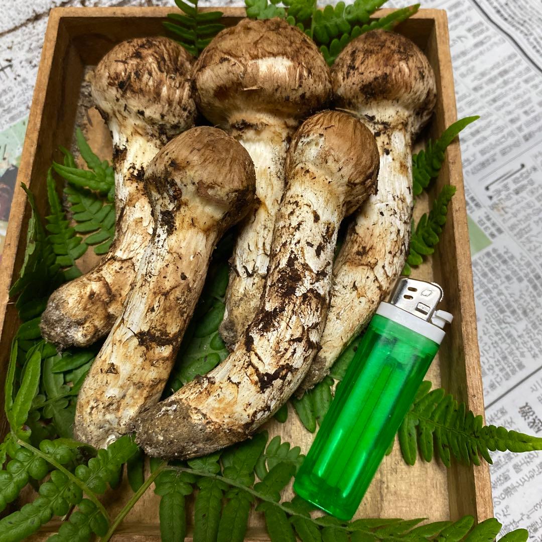 タカ＆ヨシ 南信州豊丘産 松茸225ｇ つぼみ