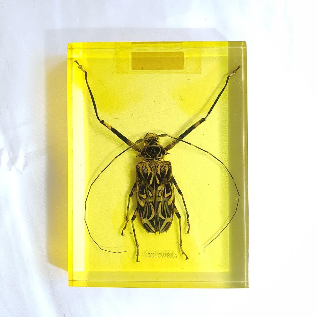 コロンビア産 本物アルレキンカブトムシ標本 12×16cm