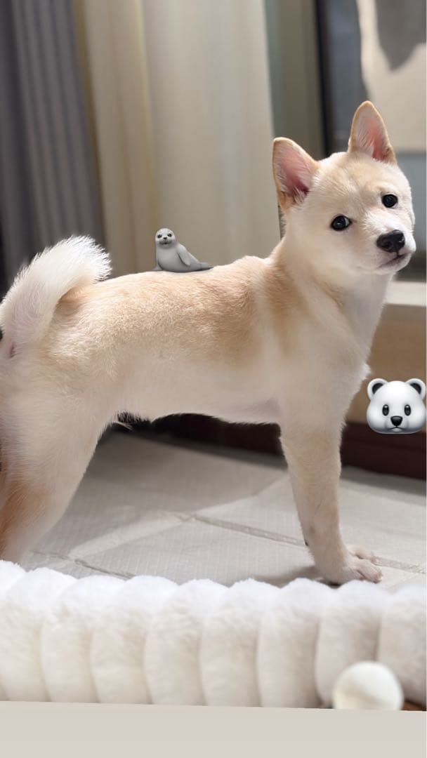 サクラさま専用　10000円