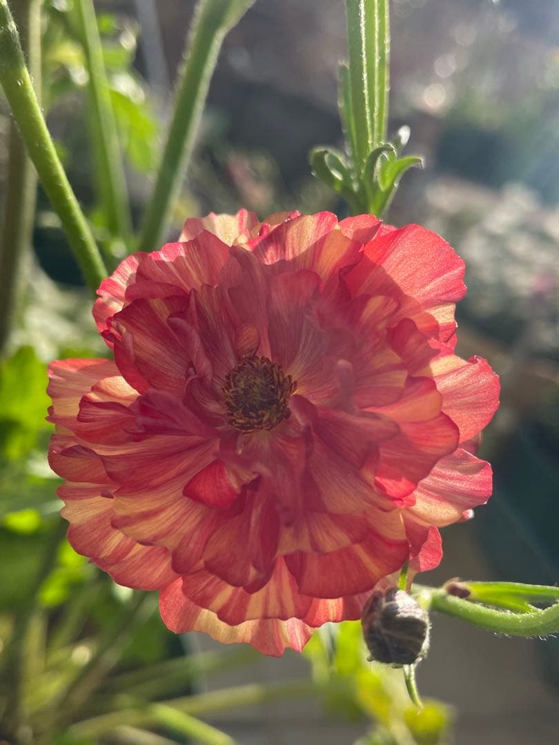 花 hiroakin