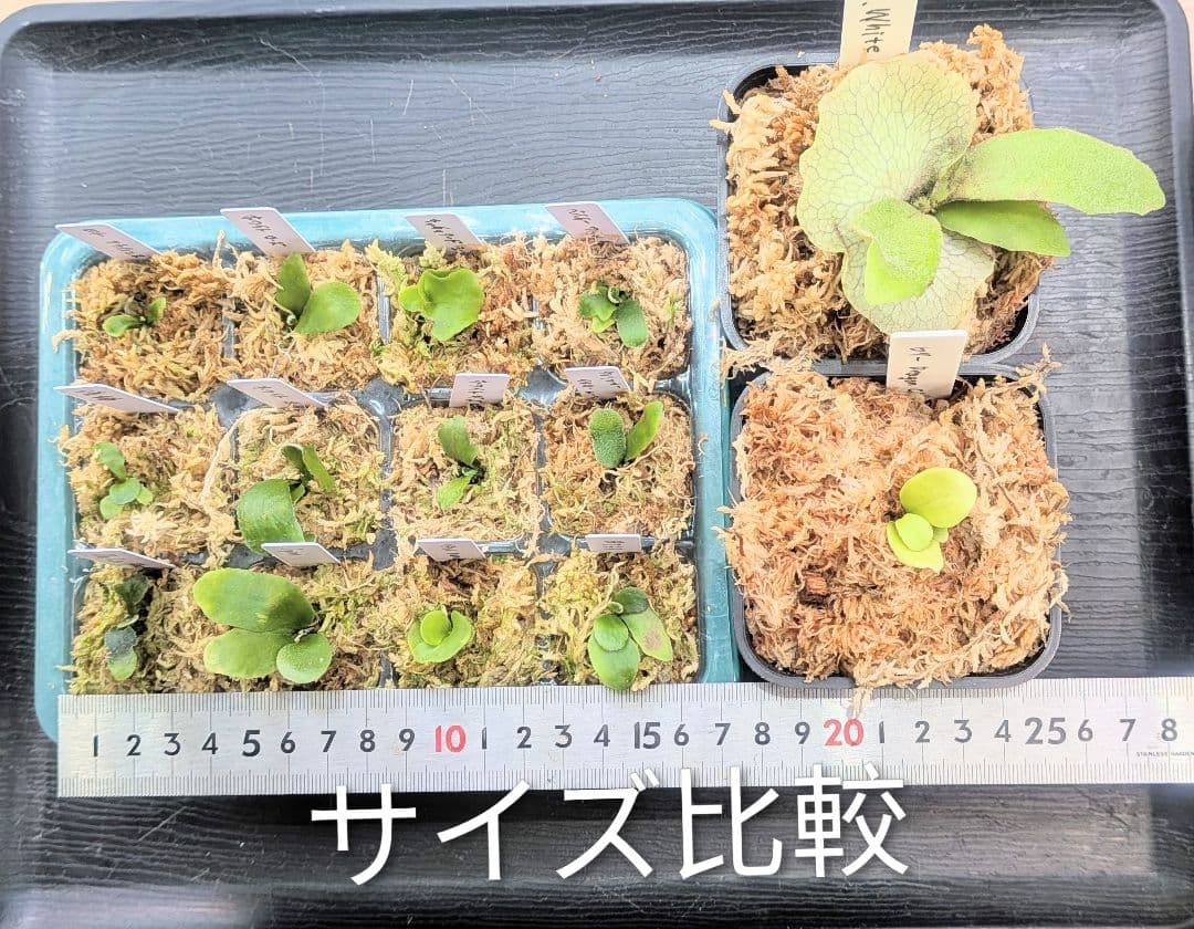 ビカクシダ、育苗トレー12個セット③Robin①Cgoul4711