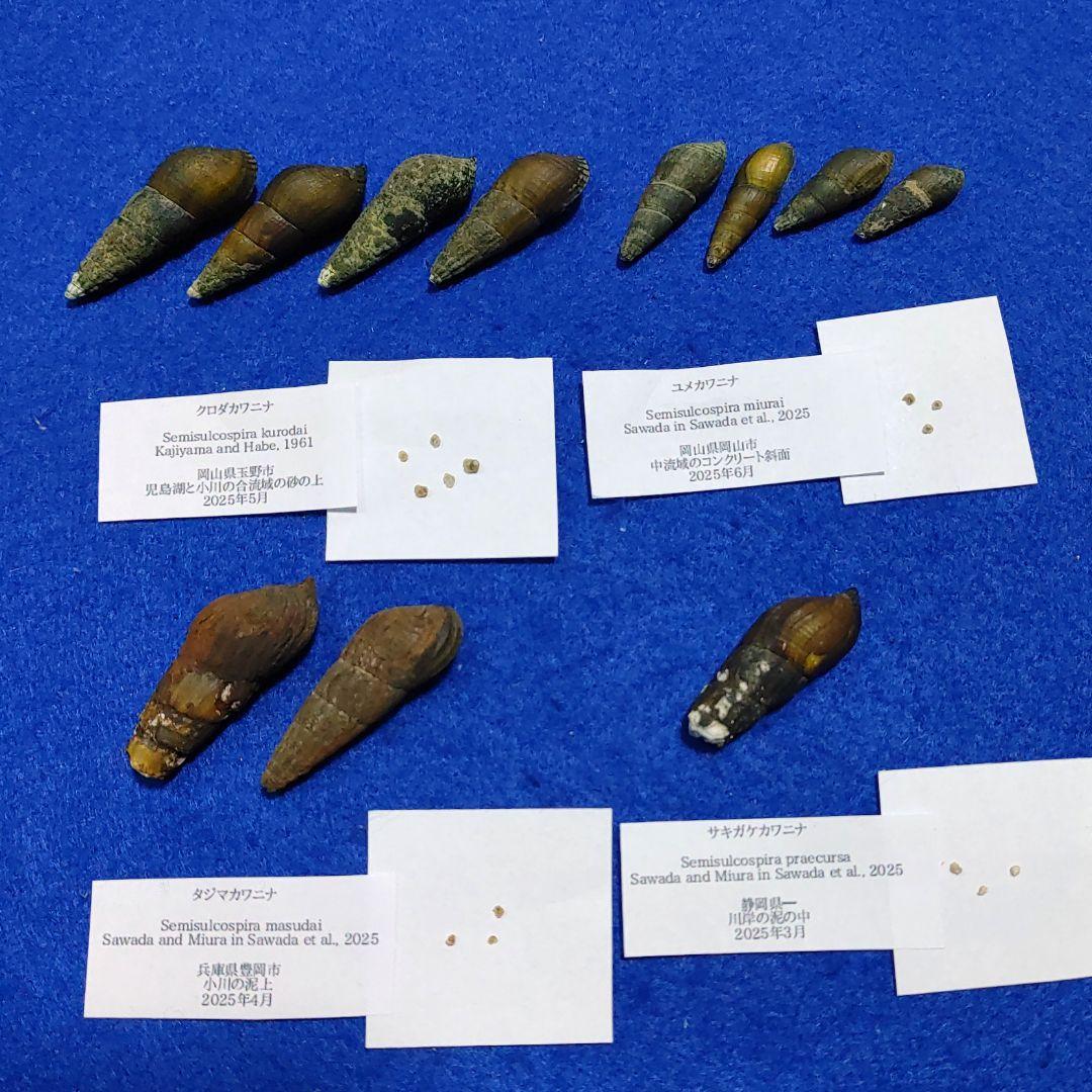 カワニナ新種　淡水貝　貝殻　標本