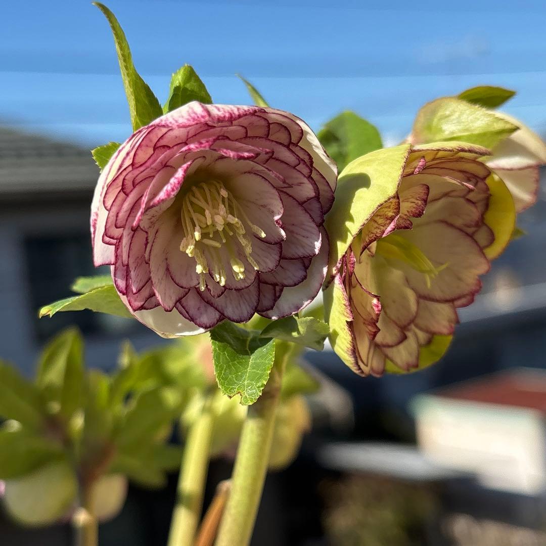 花 yama