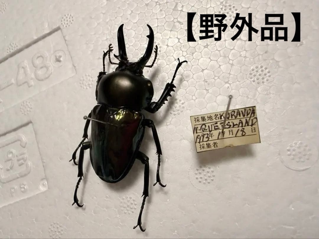 【野外品】ニジイロクワガタWD オーストラリア・クイーズランド州キュランダ村採集