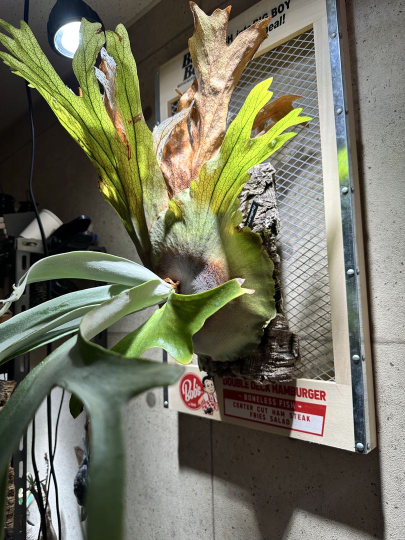 か*し様 p.willinckii wild 大株