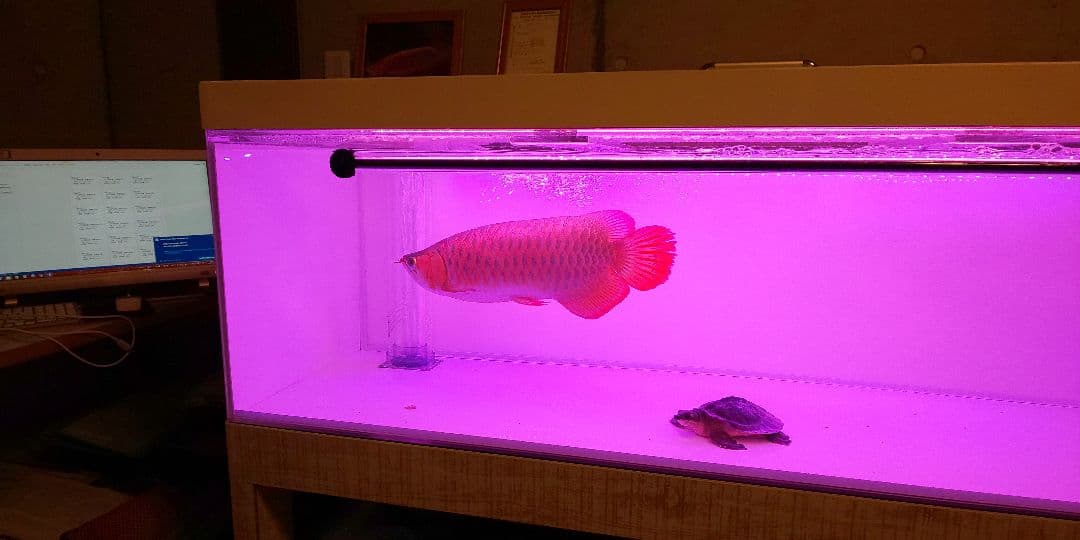 アロワナ水槽