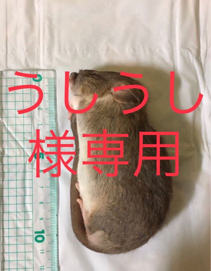 冷凍M50