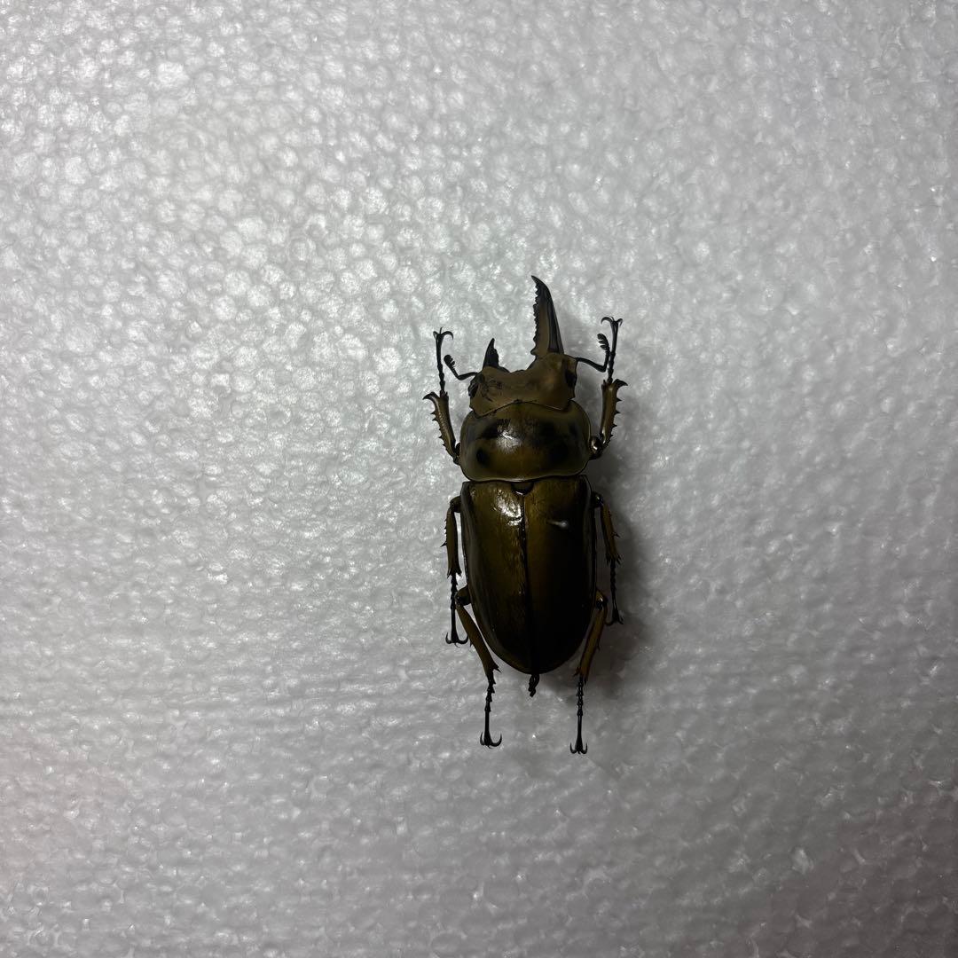 ババオウゴンオニクワガタ 標本 雌雄モザイク