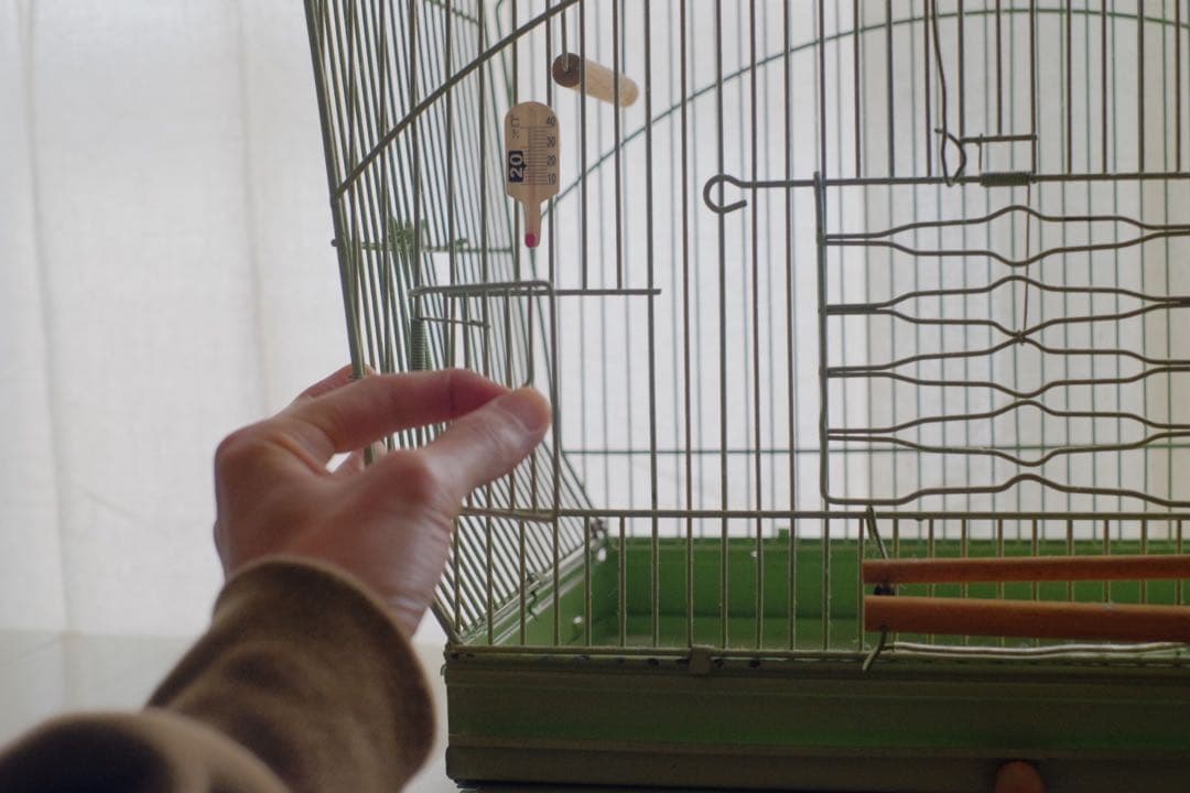 アンティーク　鳥かご　バードケージ　kinsen ビンテージ　文鳥　小鳥　琴線