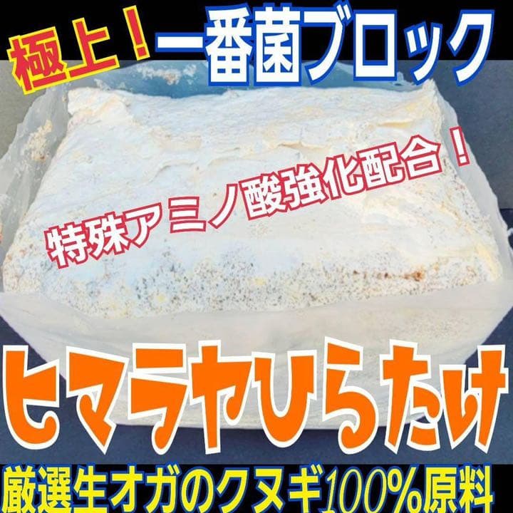 極上！ヒマラヤひらたけ菌糸ブロック【7個】初菌のみ使用！国産オオクワ85ミリ実績