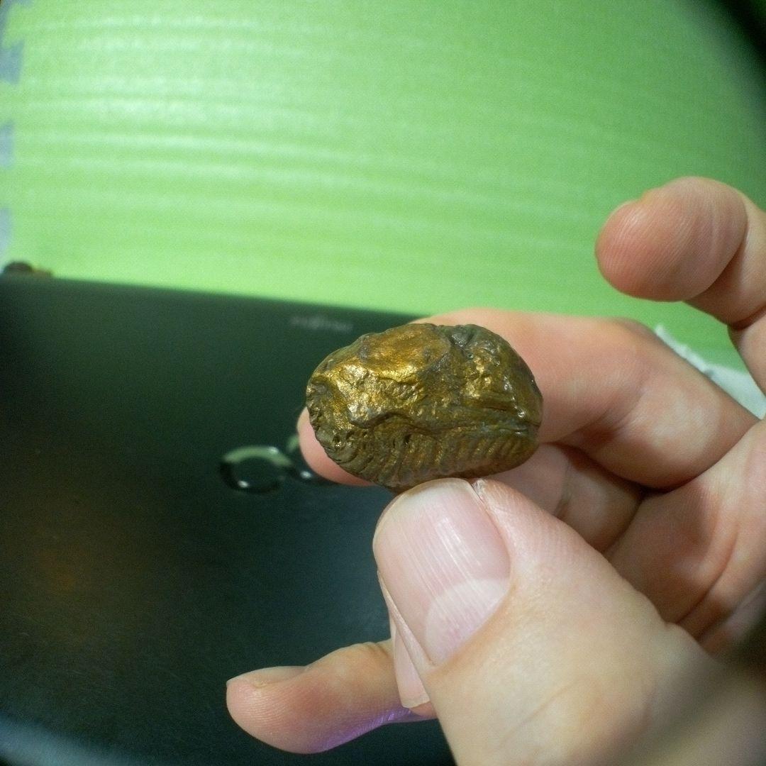 三葉虫　化石　fossil　ボリビア産　レア　Fossil管理⑤