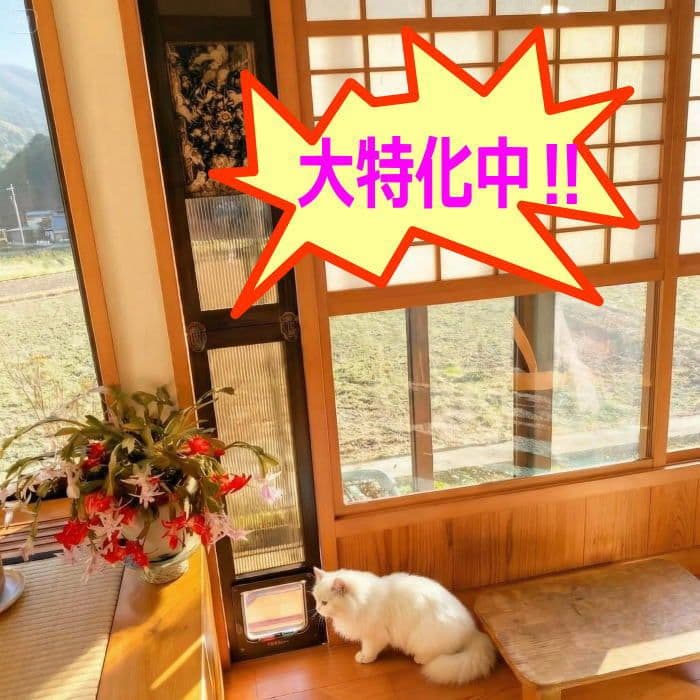 [行って帰る君]ペットドア ペット スルー　大特価中