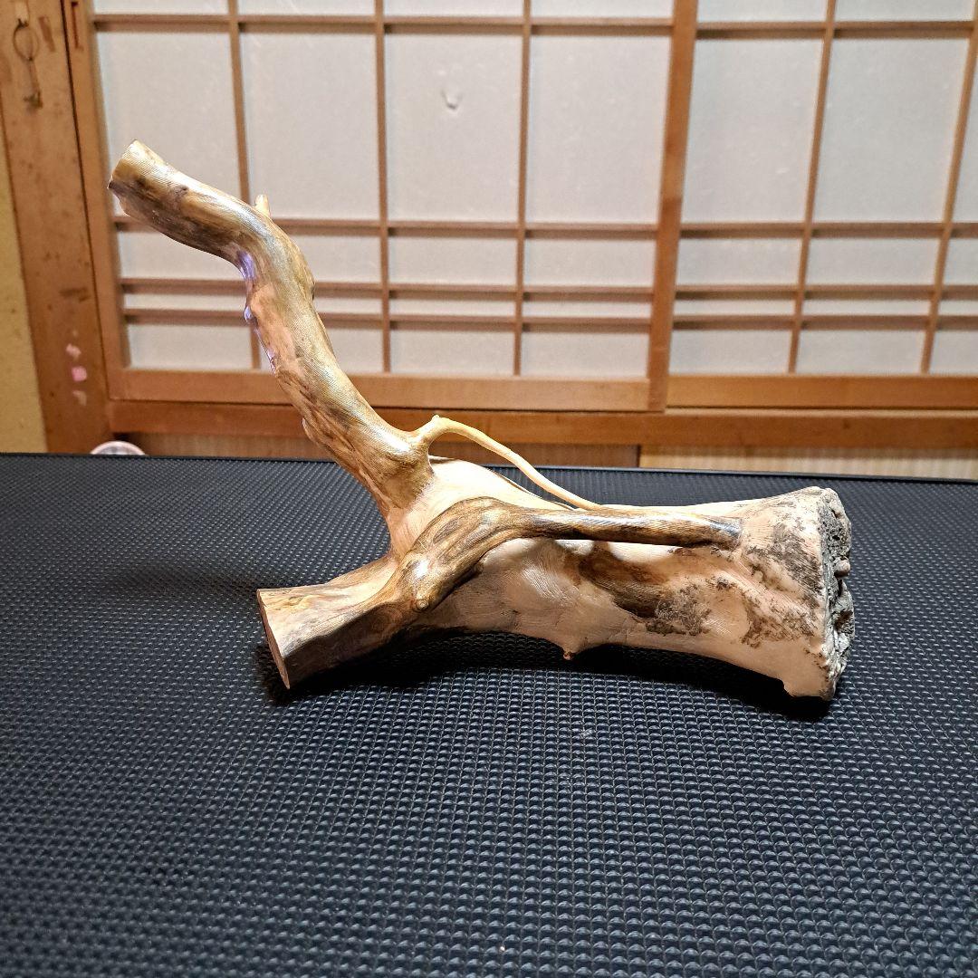 海松 深海松 レインボーコーラル 素材 原木