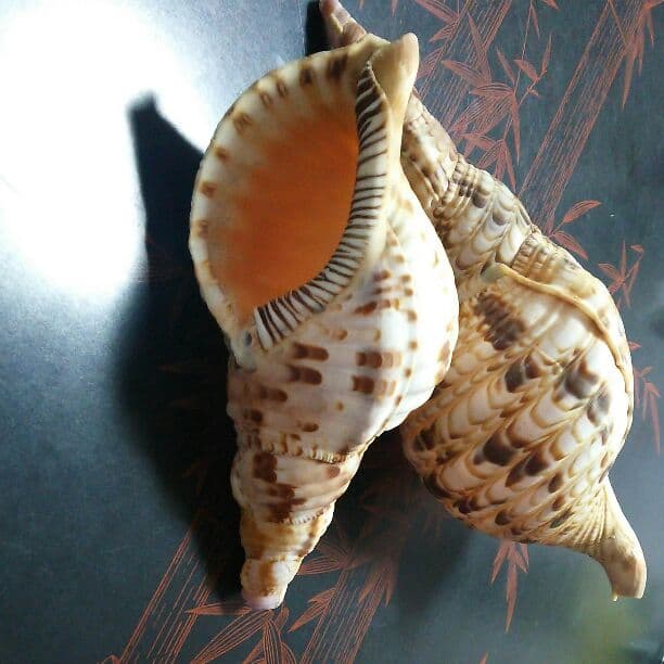 ホラ貝