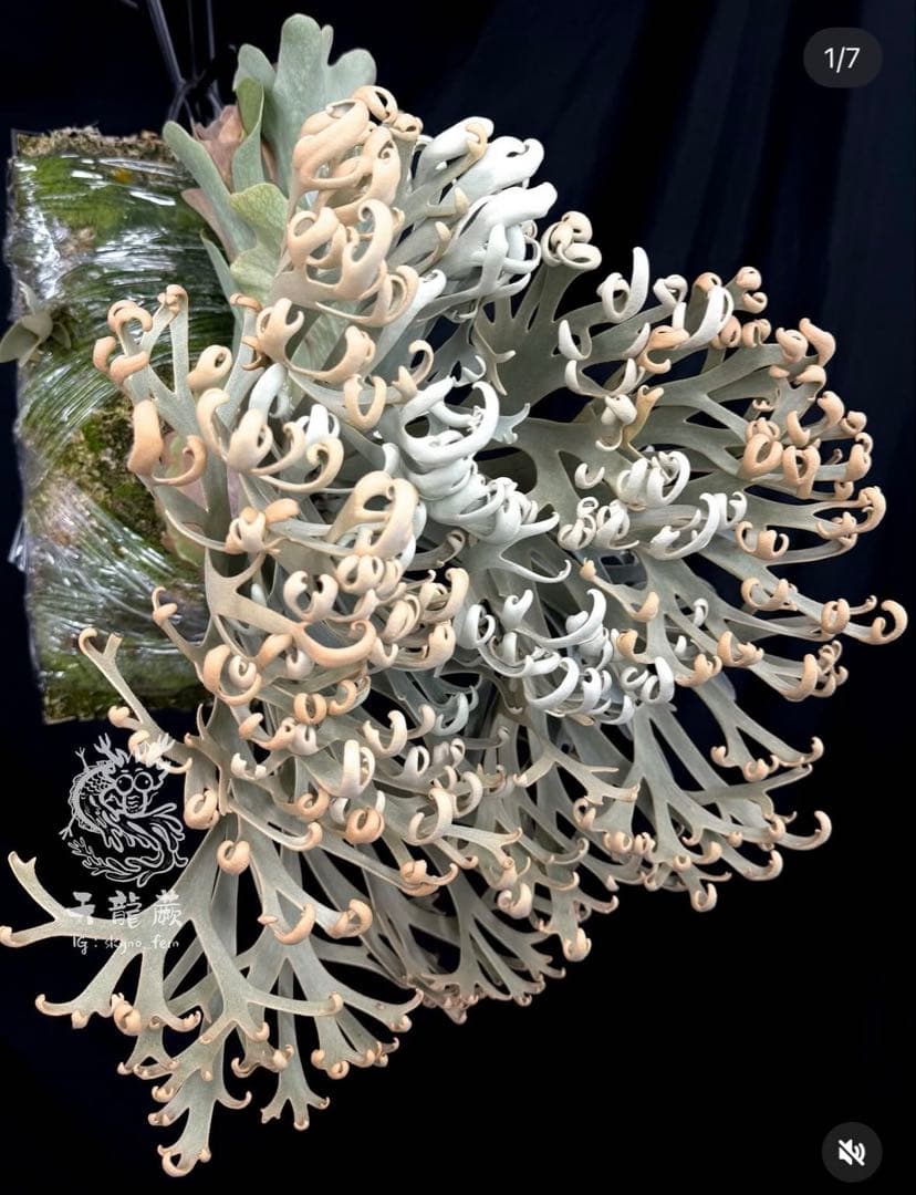 P. willinckii \