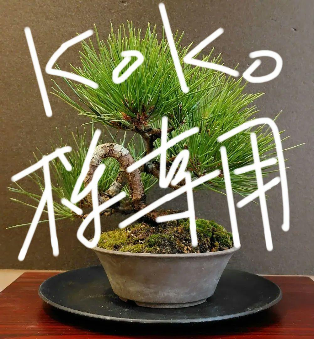 黒松盆栽！
