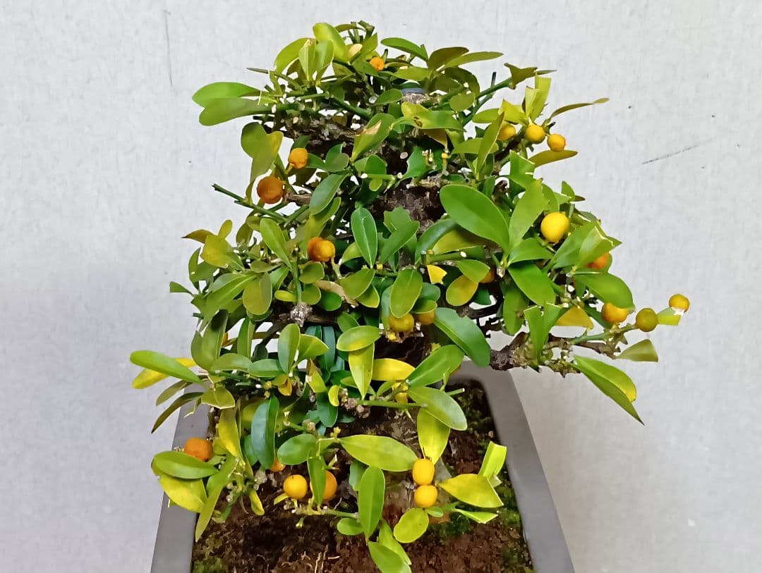 キンズ盆栽