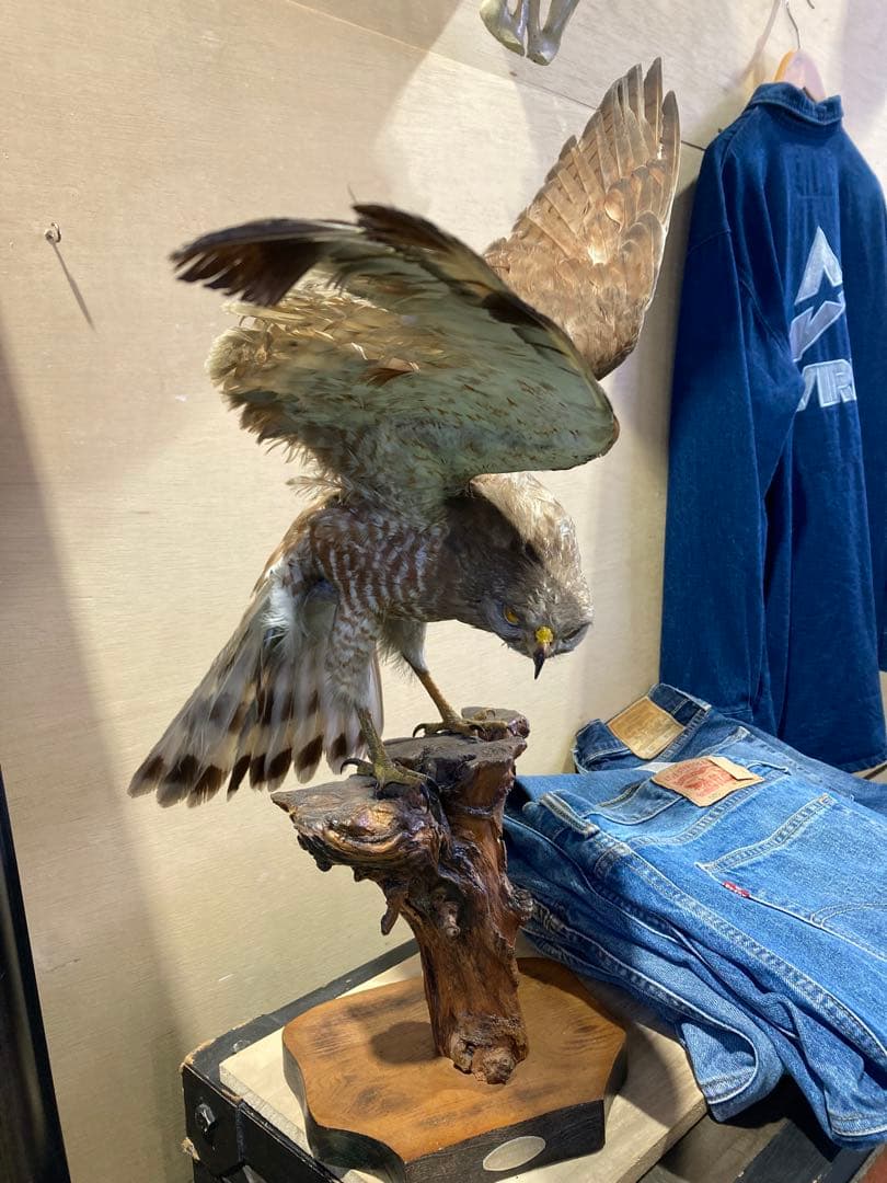 サシバの剥製