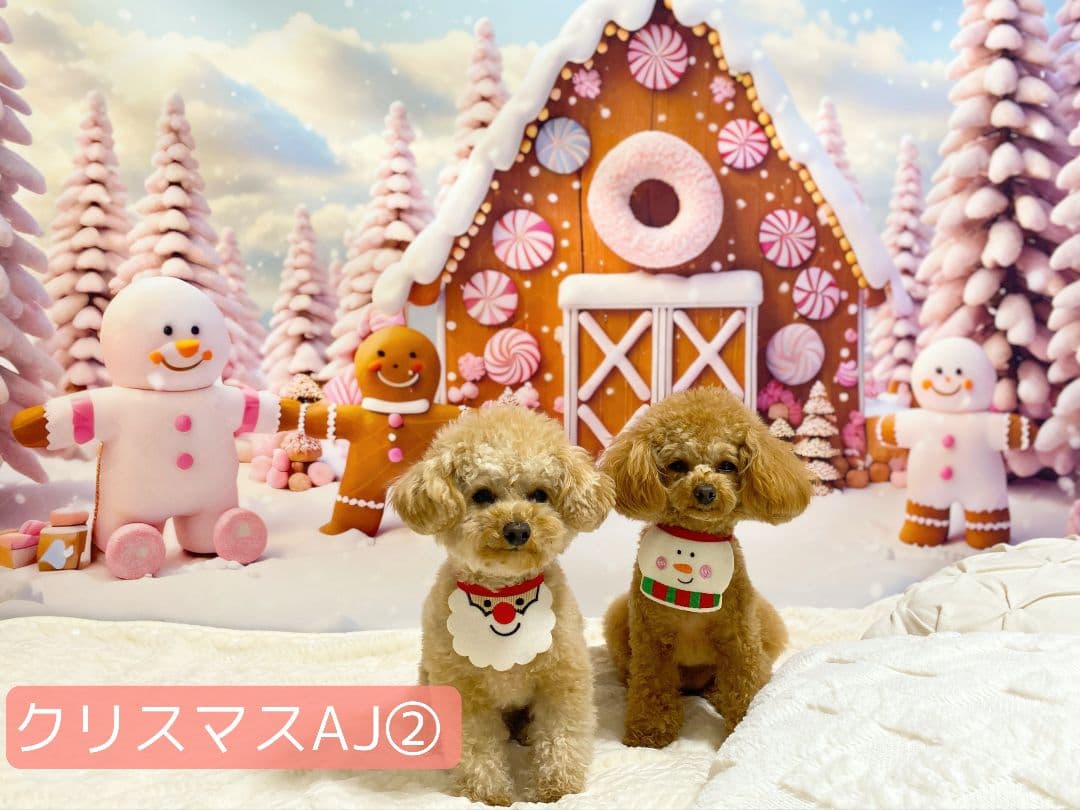 紅葉　背景布秋XD③　ペット撮影用　80×120cm　トリミングチョーカー販売中