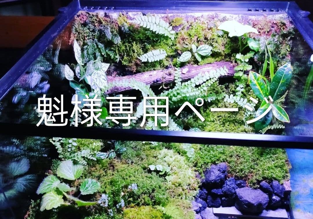 魁ページ