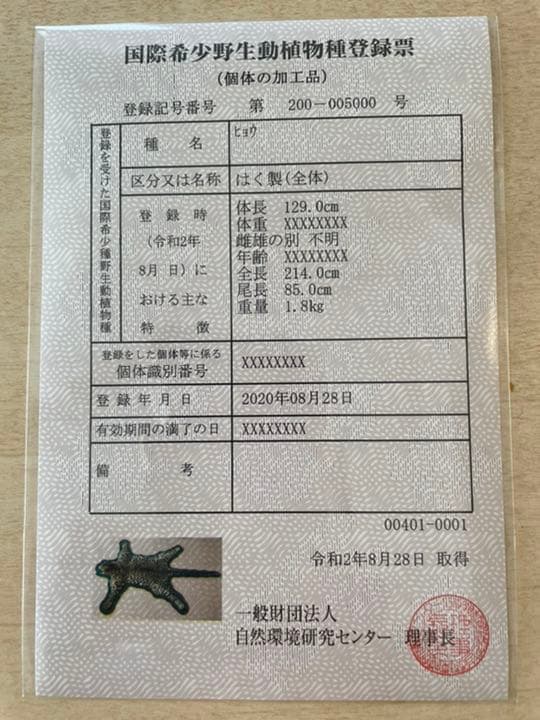 【希少】登録票付　爪付ヒョウ　剥製　敷物　ラグマット　214㌢ 毛皮　壁掛　豹