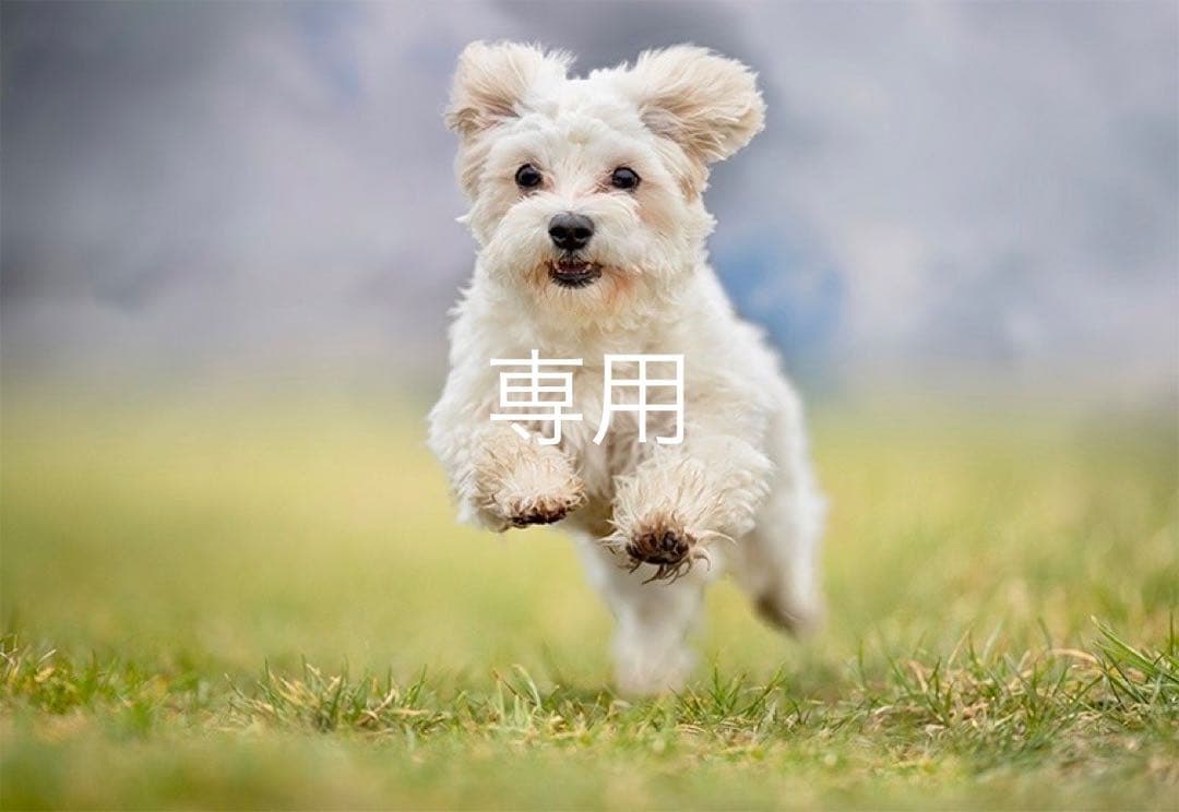 あっちゃん様