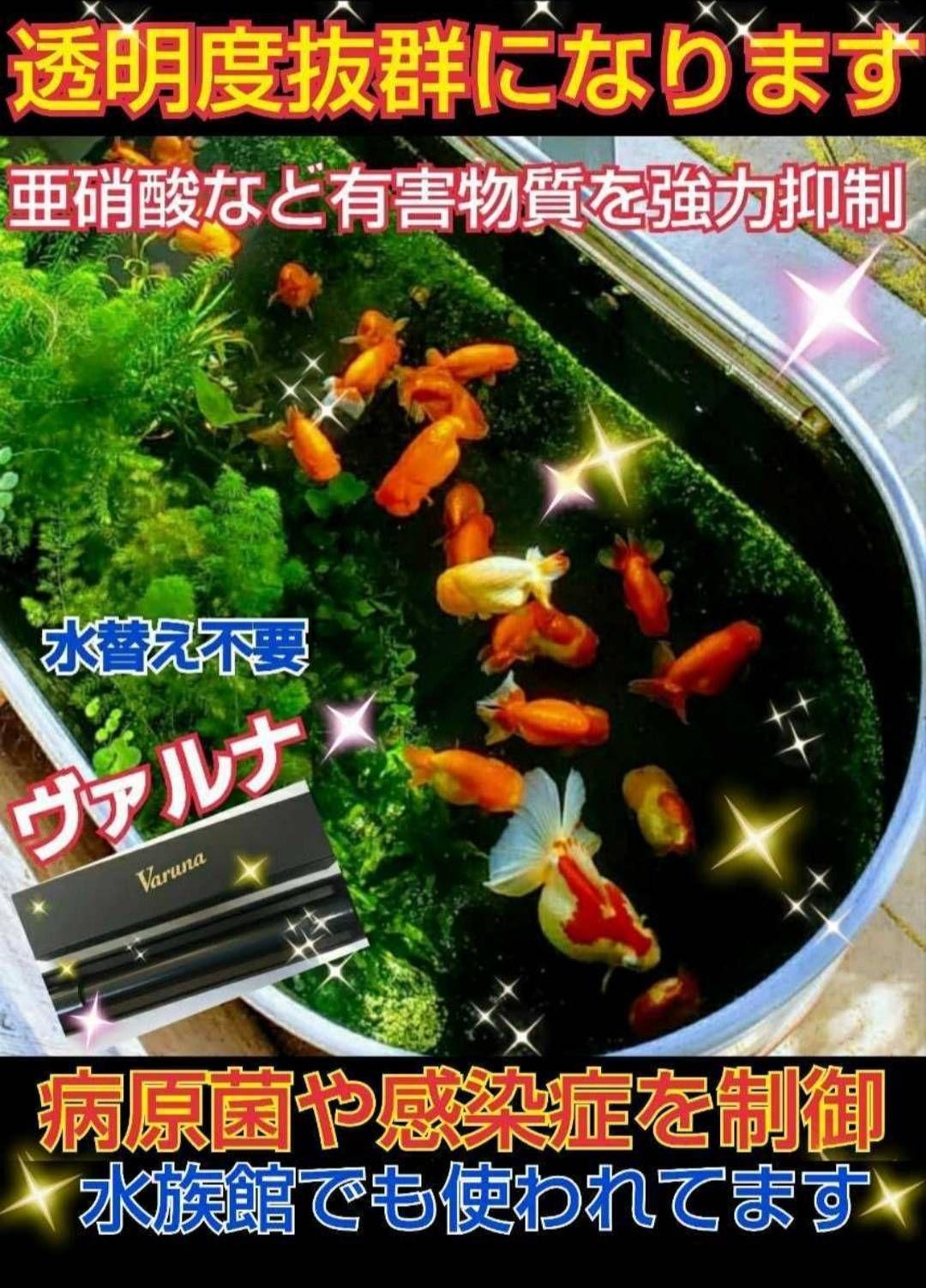 らんちゅうの飼育者絶賛！水槽の水を綺麗に保つ【ヴァルナ】有害物質、病原菌強力抑制