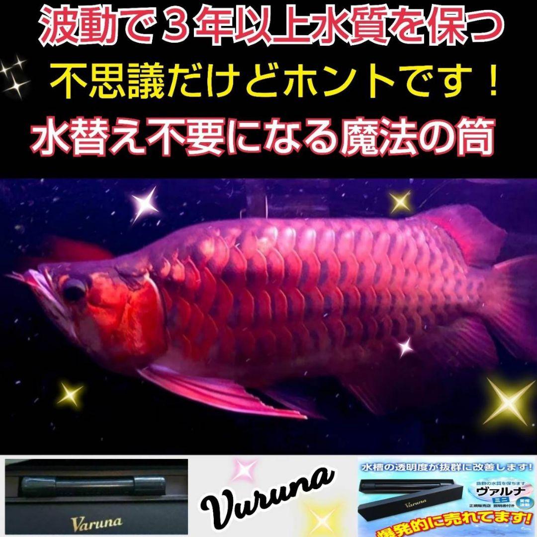 らんちゅうの飼育者絶賛！水槽の水を綺麗に保つ【ヴァルナ】有害物質、病原菌強力抑制