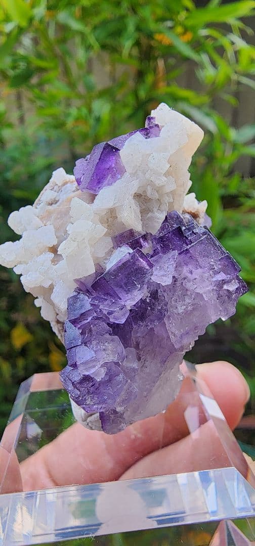フローライト結晶 紫白 約8cm