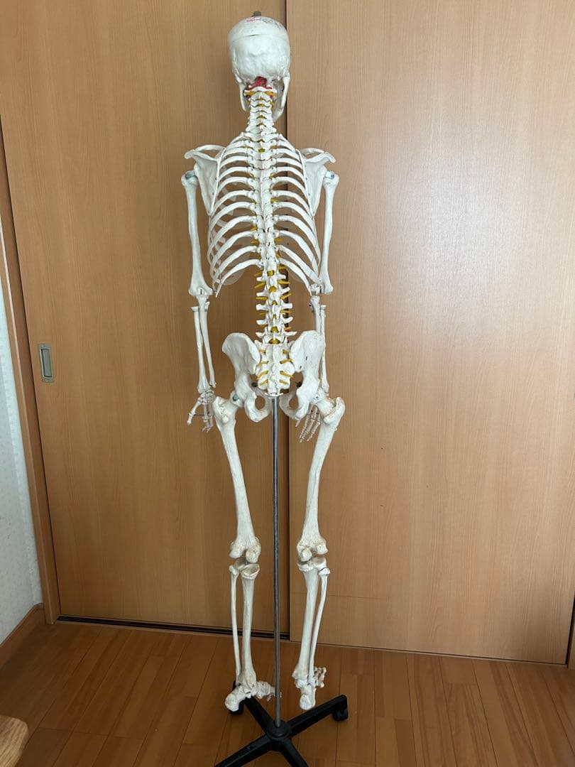 170cm 人体模型 可動式関節付き