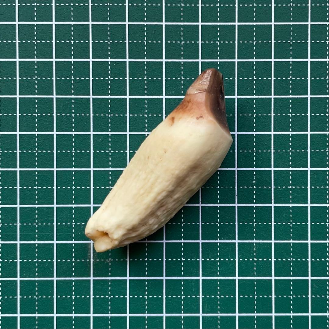 犬歯　鰭脚類　骨格標本