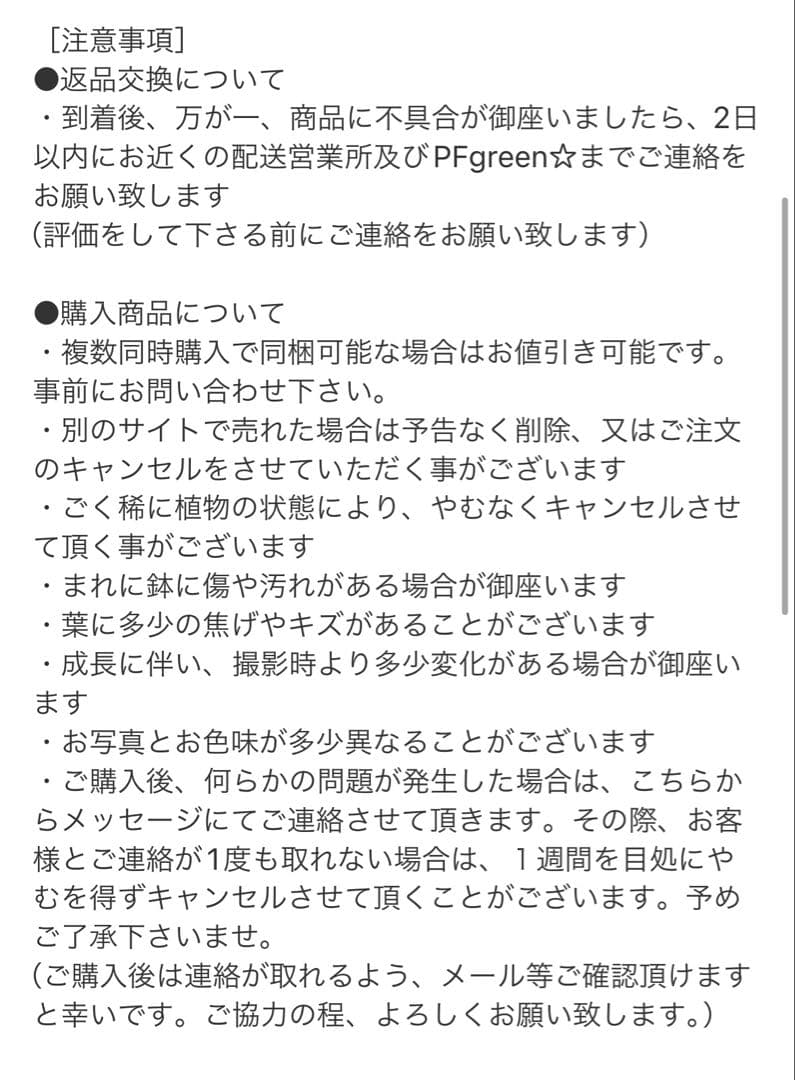 ［現品］7番　スキスマトグロッティス　スコルテクニー　8号　観葉植物　レア