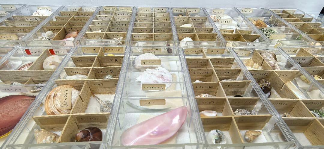 か*め様 貝殻標本 貝殻 大量セット 海洋資料 研究材料