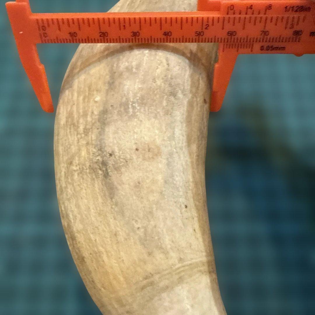 クジラの歯