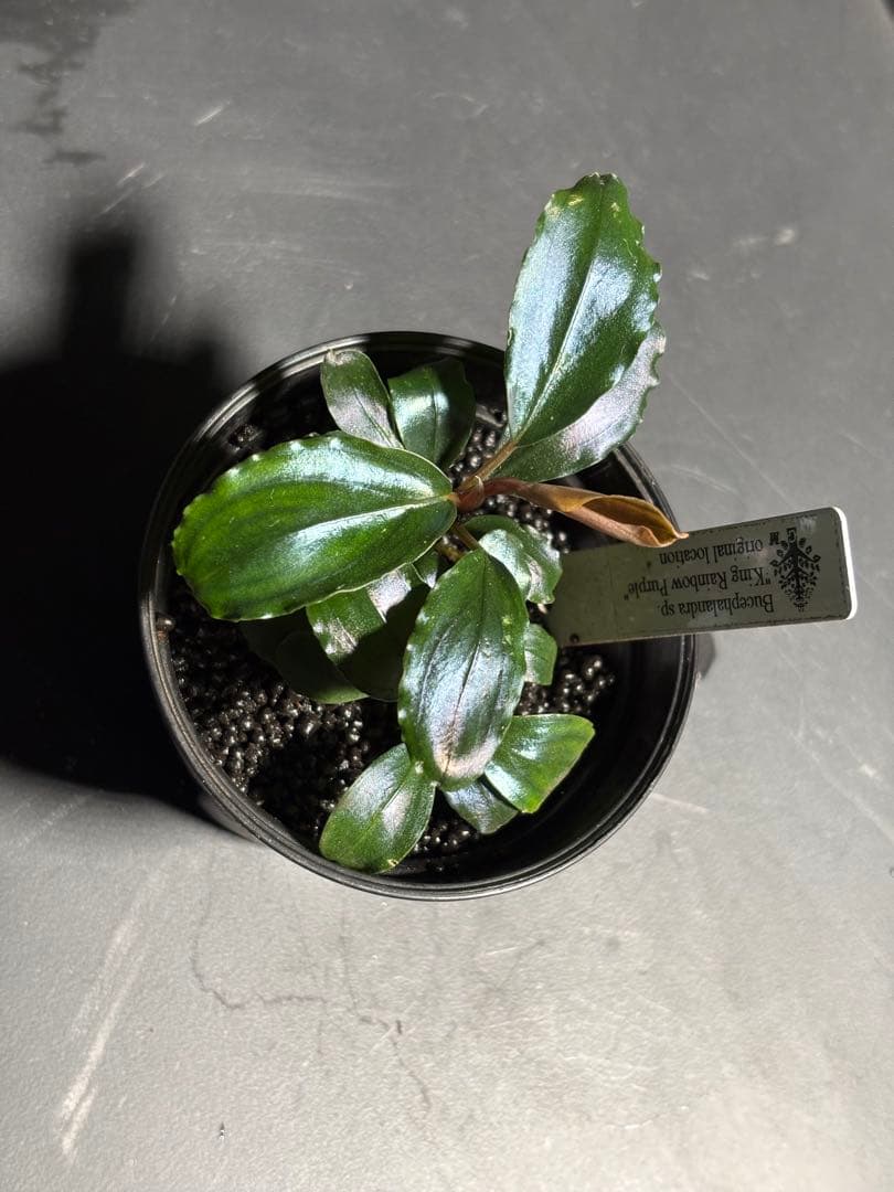 水草 Bucephalandra sp.King rainbow purple